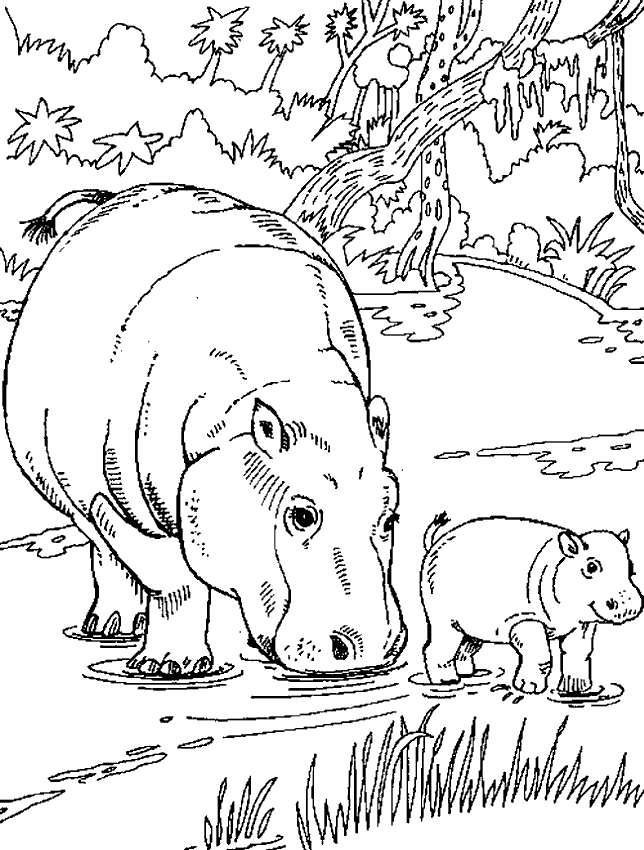 Coloriages hippopotame 2