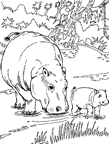 Coloriages hippopotame 2