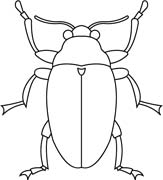 Coloriages insectes 3