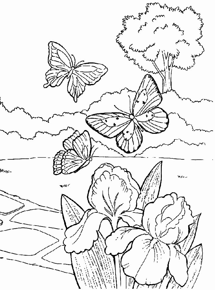 Coloriages papillons 11