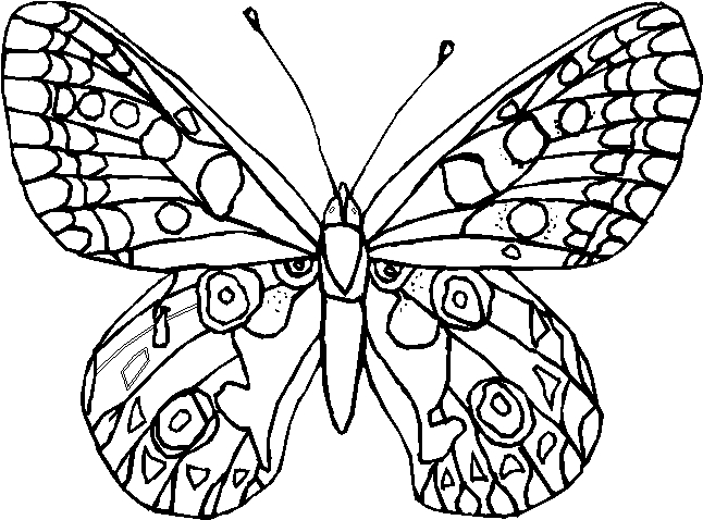 Coloriages papillons 36