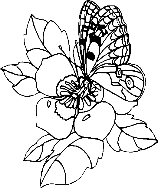 Coloriages papillons 57