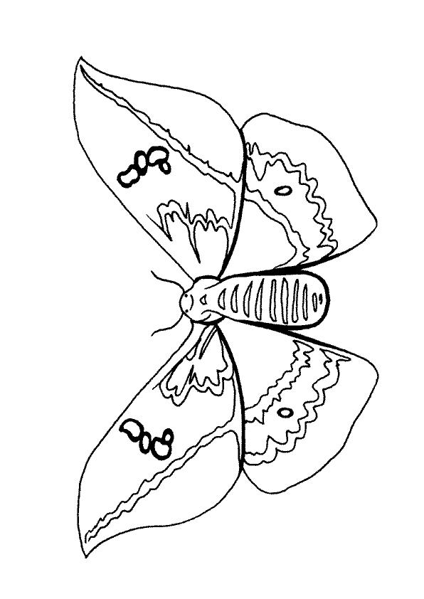 Coloriages papillons 67