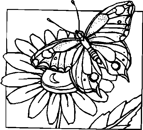 Coloriages papillons 69