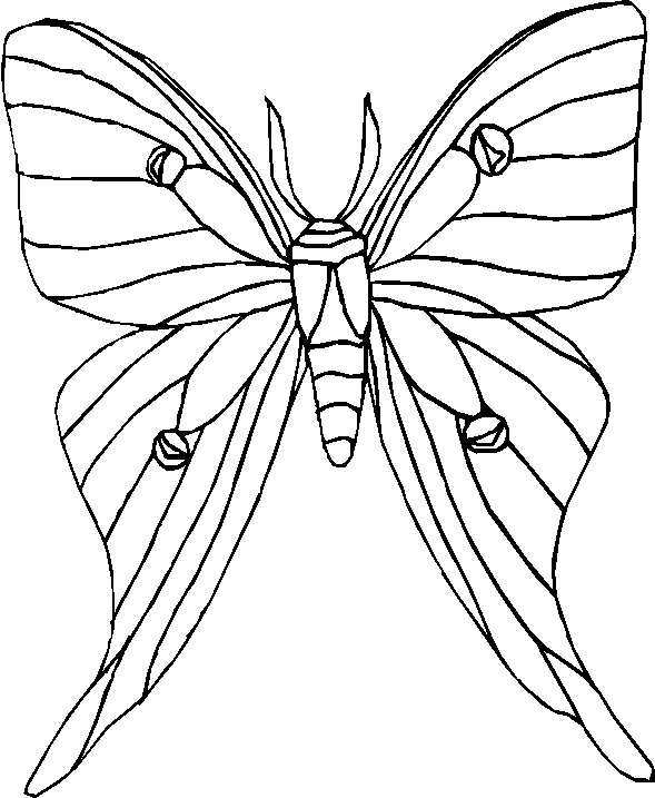 Coloriages papillons 72