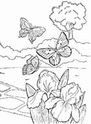 Coloriages papillons 11