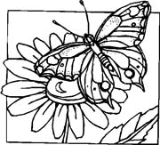 Coloriages papillons 69