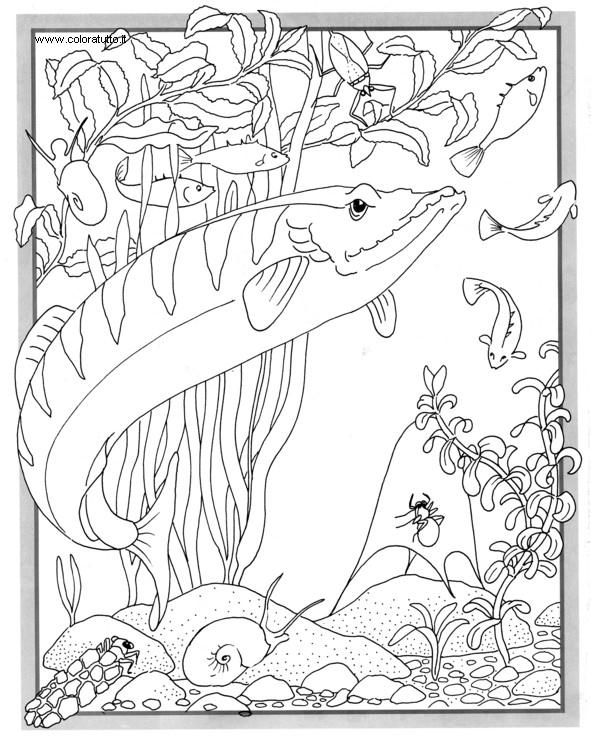 Coloriages plusieur animaux 11